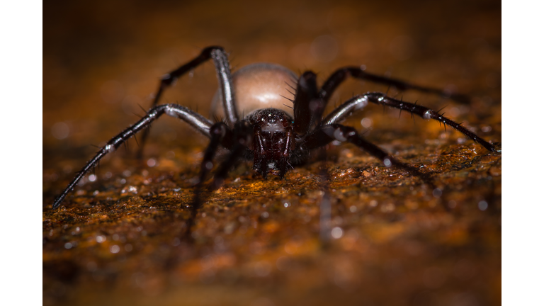 European cave spider (Meta menardi)