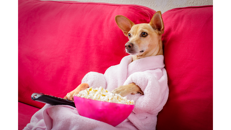 dog watching tv on the couch