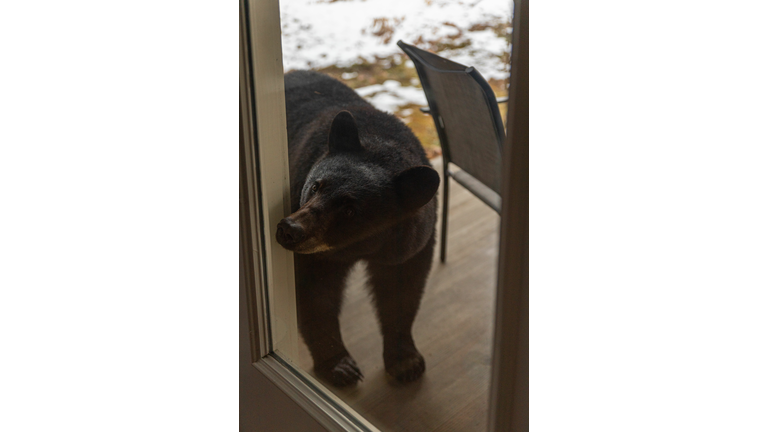Black bear cub standing on the wooden floor of the house yard with blurred background, Vermont