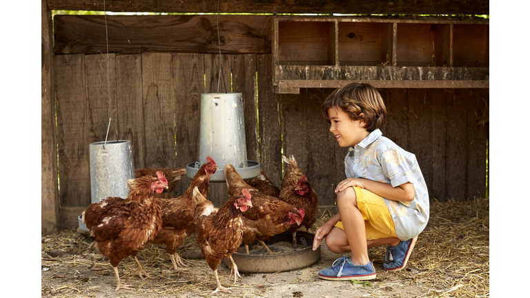 Smiling boy looking at hens in coop on sunny day