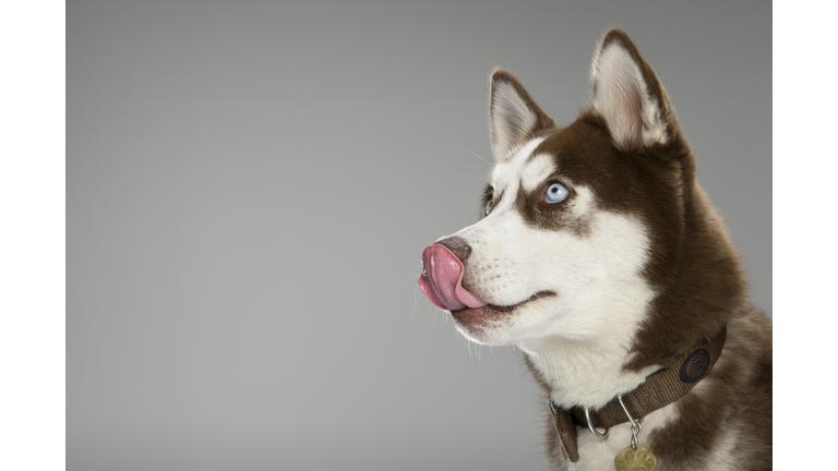 Head Portrait of a Husky licking his nose