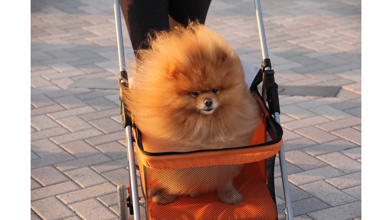 Fluffy dog in a stroller