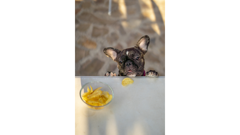 vertical image of french bulldog dog stealing food on the table