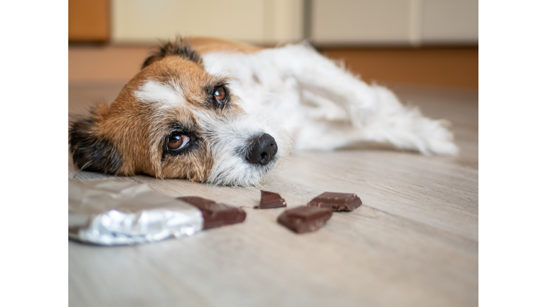 Little dog with chocolate lying on the ground