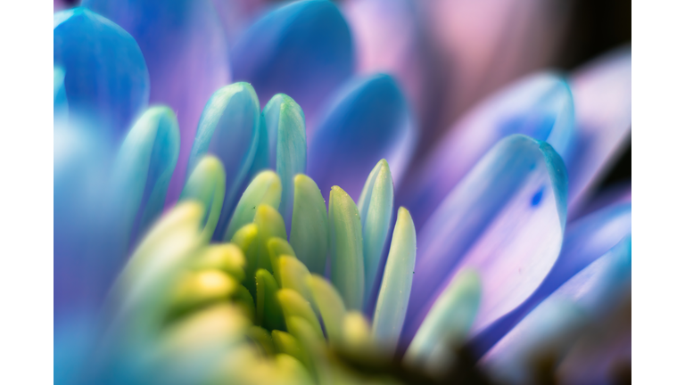 Close-up, petals of chrysanthemum flowers. Gentle pastel colors, emerald, blue and purple, green and yellow shades. Selective focus. The concept of background wallpaper. Blur.