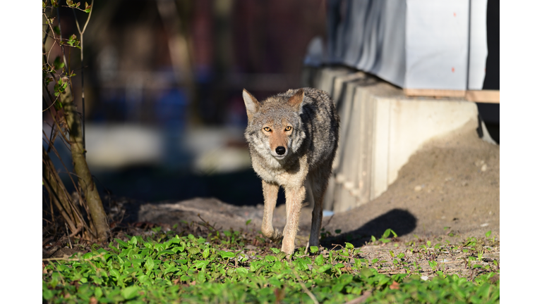 Urban Wildlife a Coyote loosing its habitat walks between homes under construction