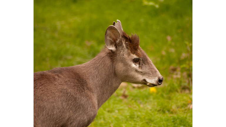 Tufted Deer