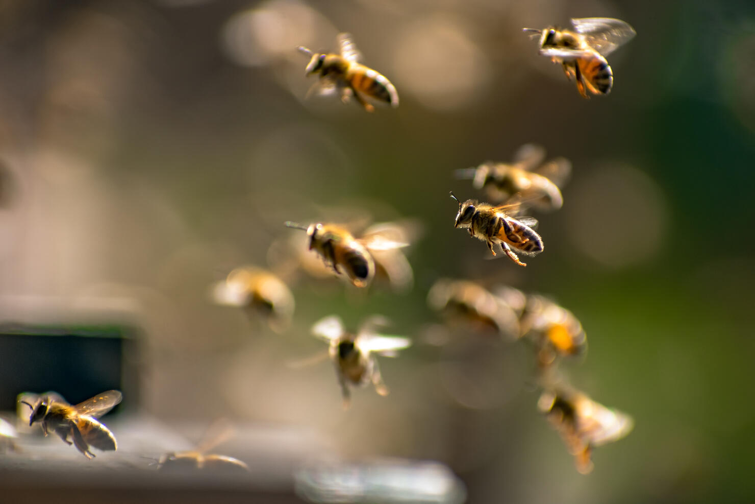 Abejas fuera de la colmena