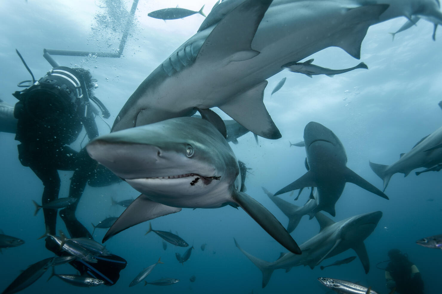 Diving with sharks