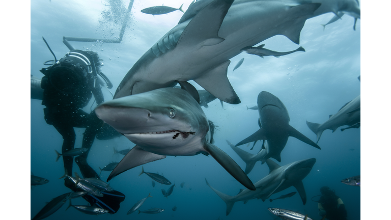 Diving with sharks