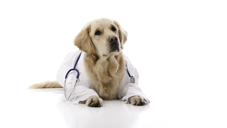 Golden Retriever Doctor