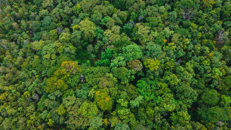 Looking down onto autumnal forest