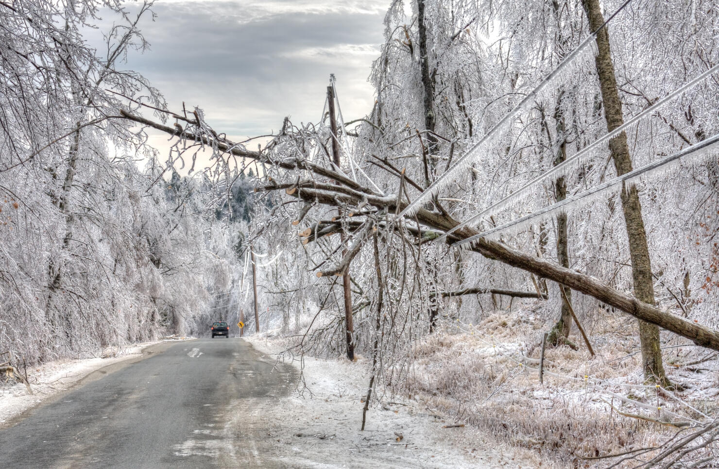 Ice Storm Damage