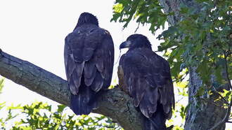 Big Bears Bald Eagles, Jackie and Shadow are Parents to Two Baby Eaglets