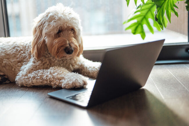 Cute dog working from home with laptop