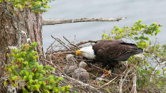Jeffrey T. Mason - LIVE VIDEO: Bald Eagle Nest Cam