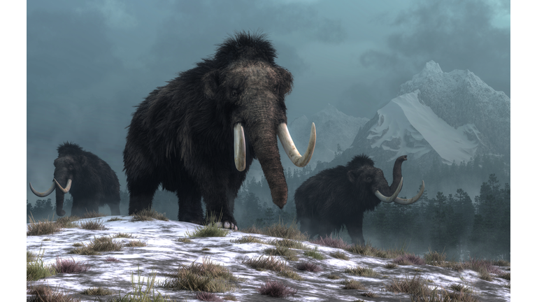 Woolly Mice Could Pave Way for Mammoth De-Extinction