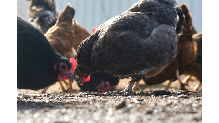 US-ECONOMY-FARM-FOOD-PRICES-EGGS