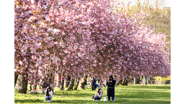 Edinburgh's Cherry Blossom In Full Bloom