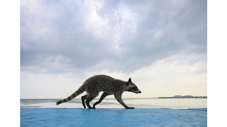 PANAMA-ANIMAL-RACCOON-FEATURE