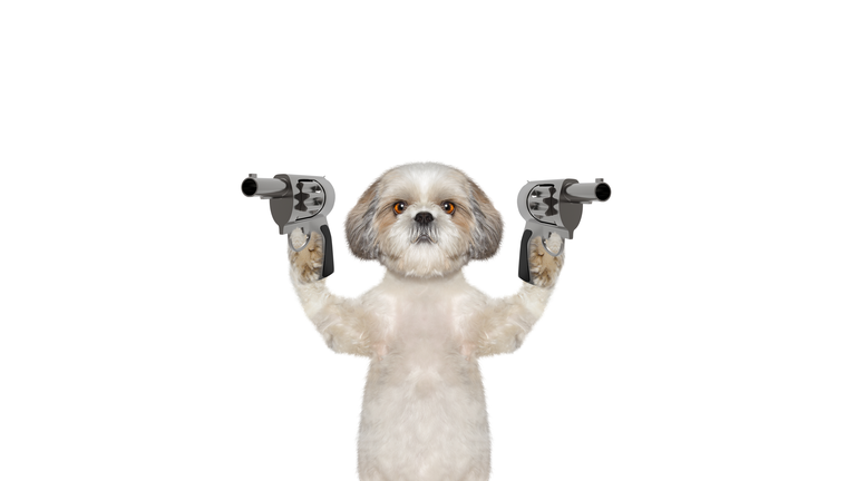 Dog with guns is murderer