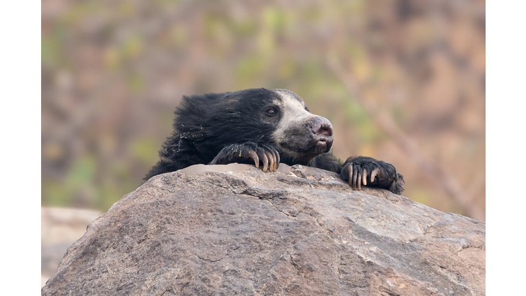 The sloth bear (Melursus ursinus), also known as the Indian bear