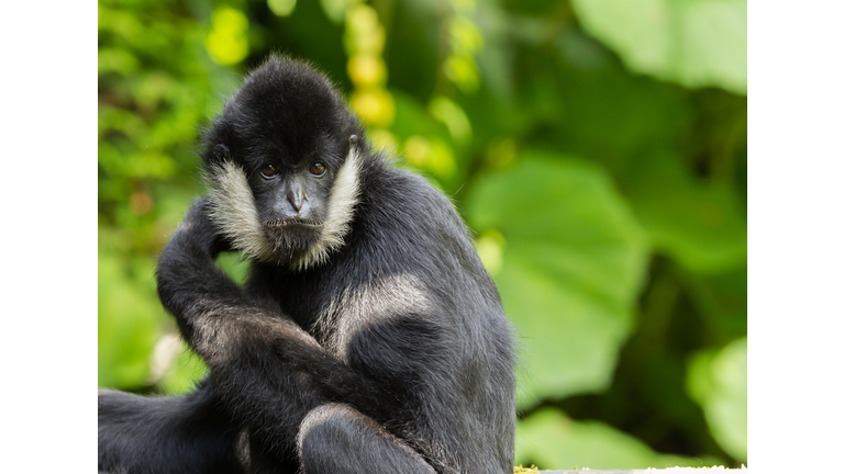 Northern white-cheeked gibbon  portrait