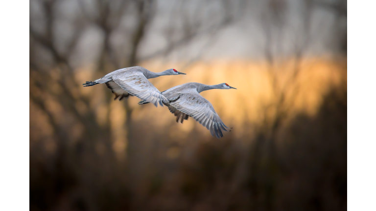 A pair of Sandhill Cranes taking flight over the Platte River at sunrise near Gibbon, Nebraska