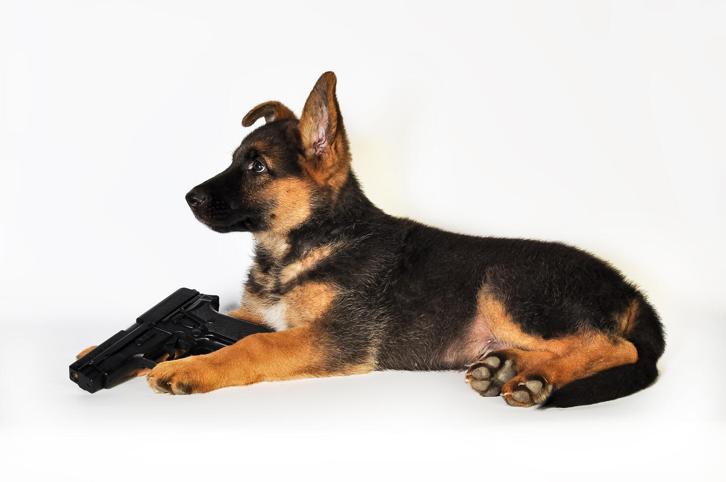 German Shepherd Pup And gun
