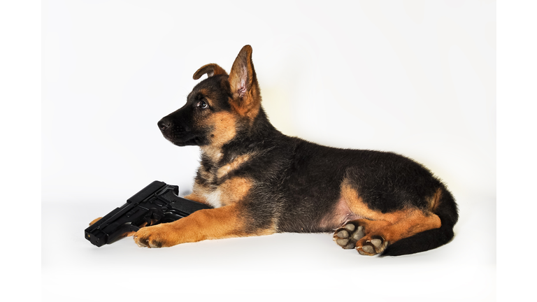 German Shepherd Pup And gun