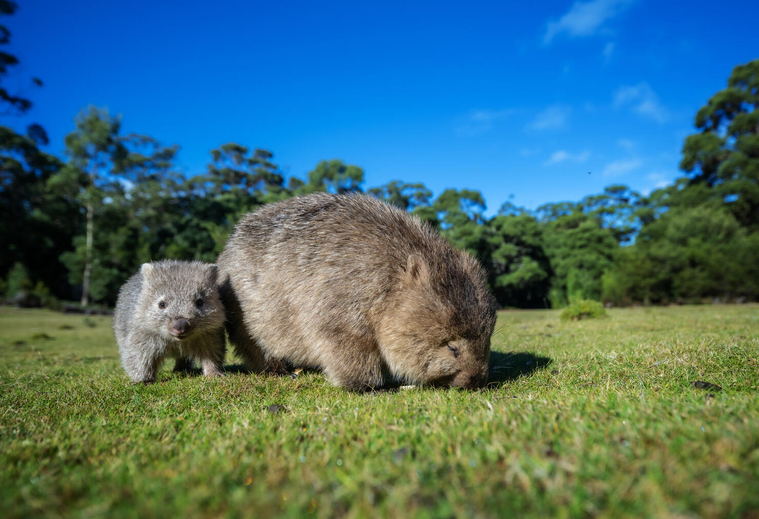 Young wombat with its mother