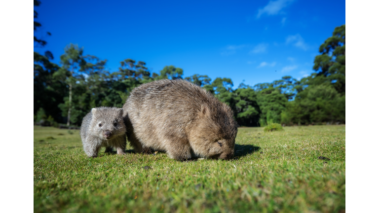 Young wombat with its mother