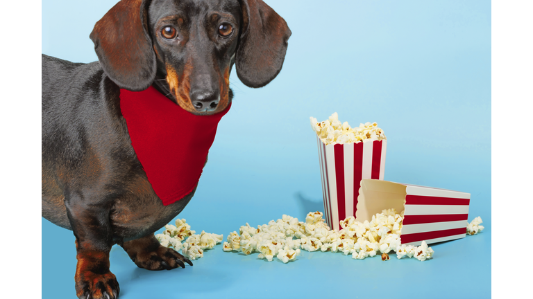 Cute Dachshund dog wearing red bandana near popcorn