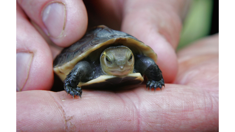 Endangered Turtle Born At Bristol Zoo