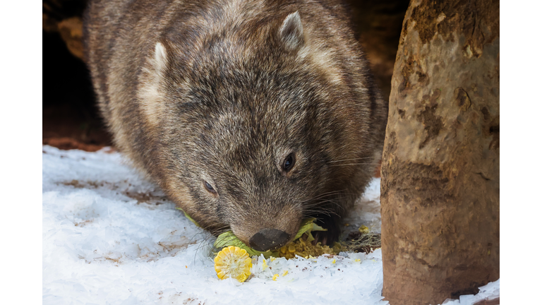 Sydney Zoo Welcomes Winter With Snow And Treats For Animals