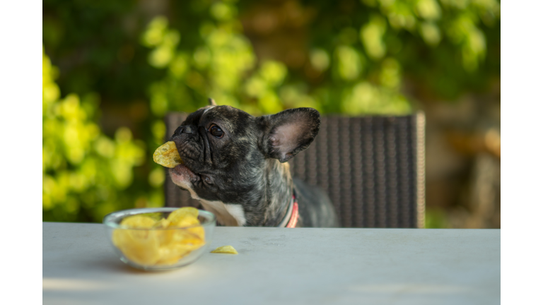 horizontal image of french bulldog dog stealing food on the table