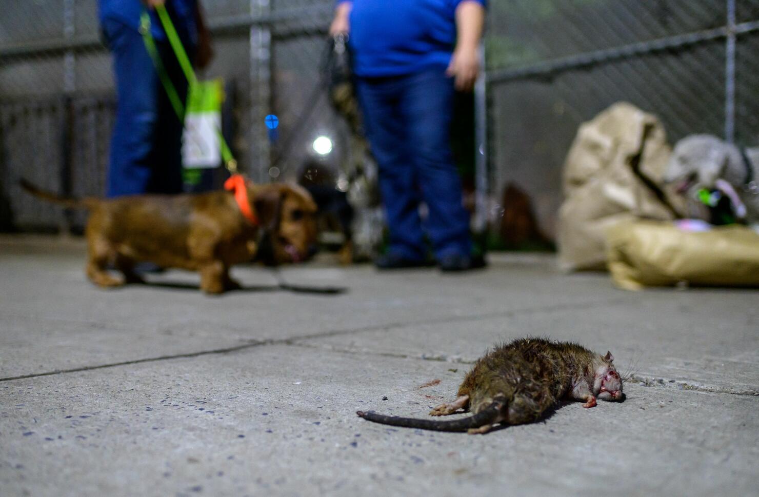 US-HEALTH-VIRUS-ANIMAL-RATS