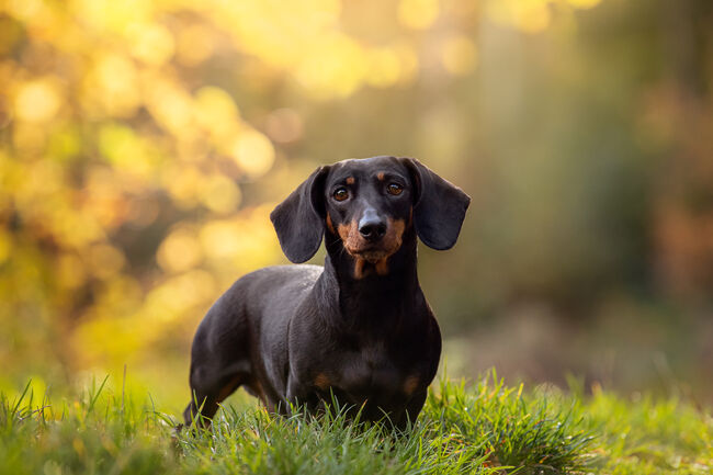 Black Dachshund Dog in Woodland Sunset