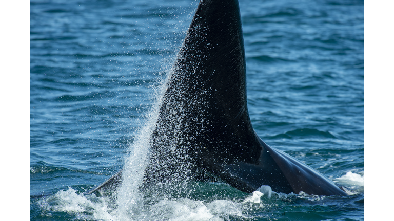 US-ENVIRONMENT-CONSERVATION-RIGHT-WHALES