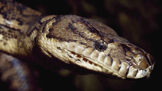 Récord en Florida Python Challenge 2025: 294 pitones eliminadas