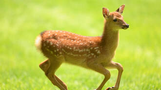 Deer miscalculated jump & landed on top of car in driveway! 
