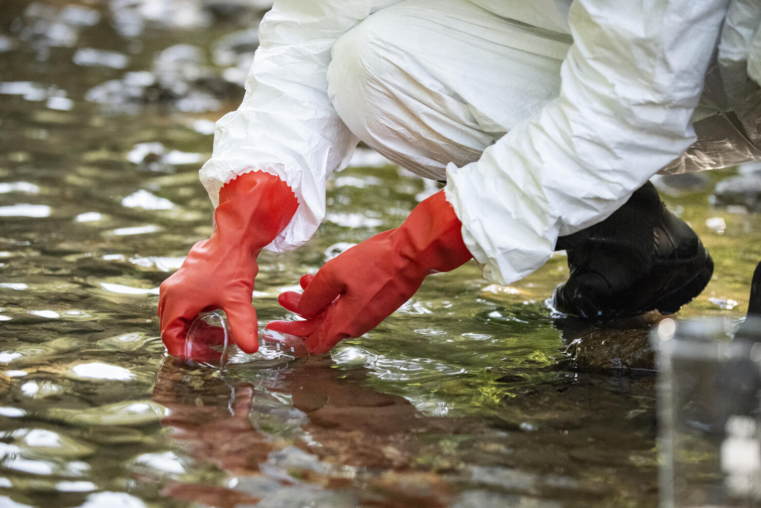 Scientist examining toxic water samples