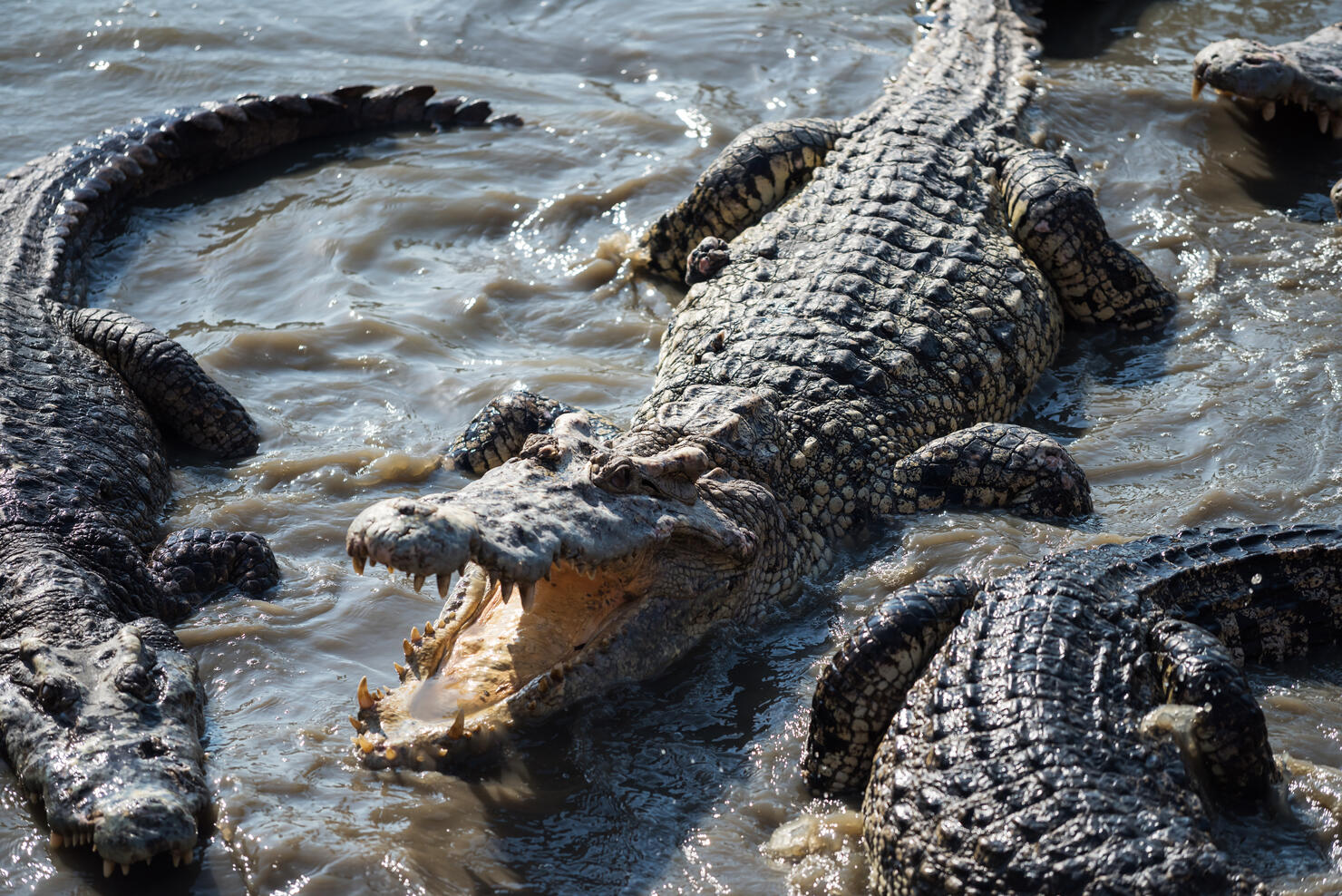 Top view of big crocodiles on water