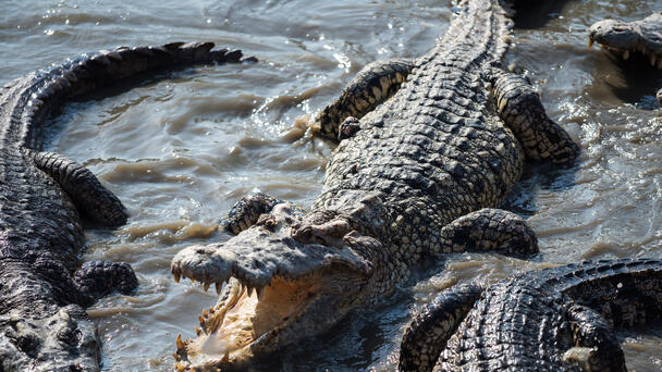WATCH: Crocodile Fights Alligator In Everglades National Park