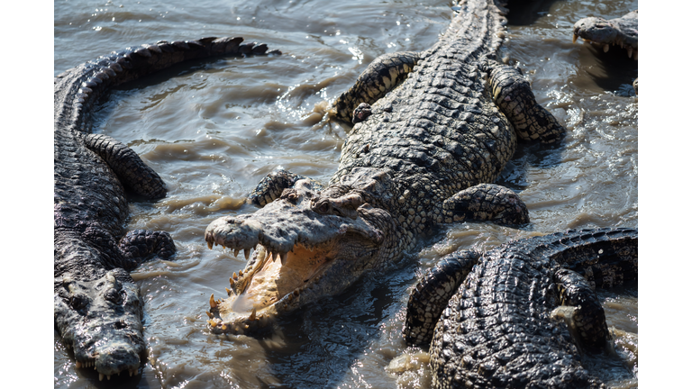 Top view of big crocodiles on water
