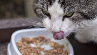 RHSPCA Hosts Free Outdoor Cat Winter Supply Event Nov. 15