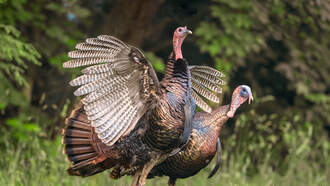 Avian Flu Detected In Hamilton County Turkey Flock