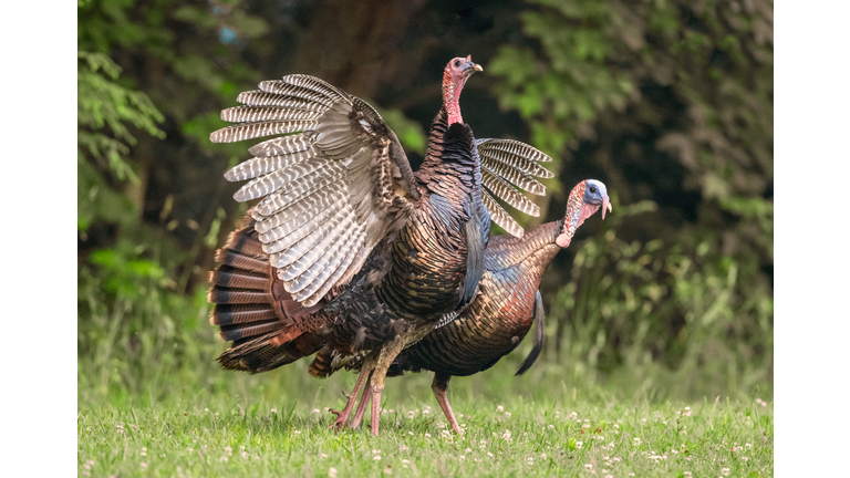 Turkey Pair