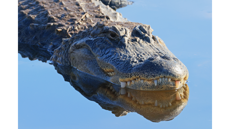 Florida Wildlife