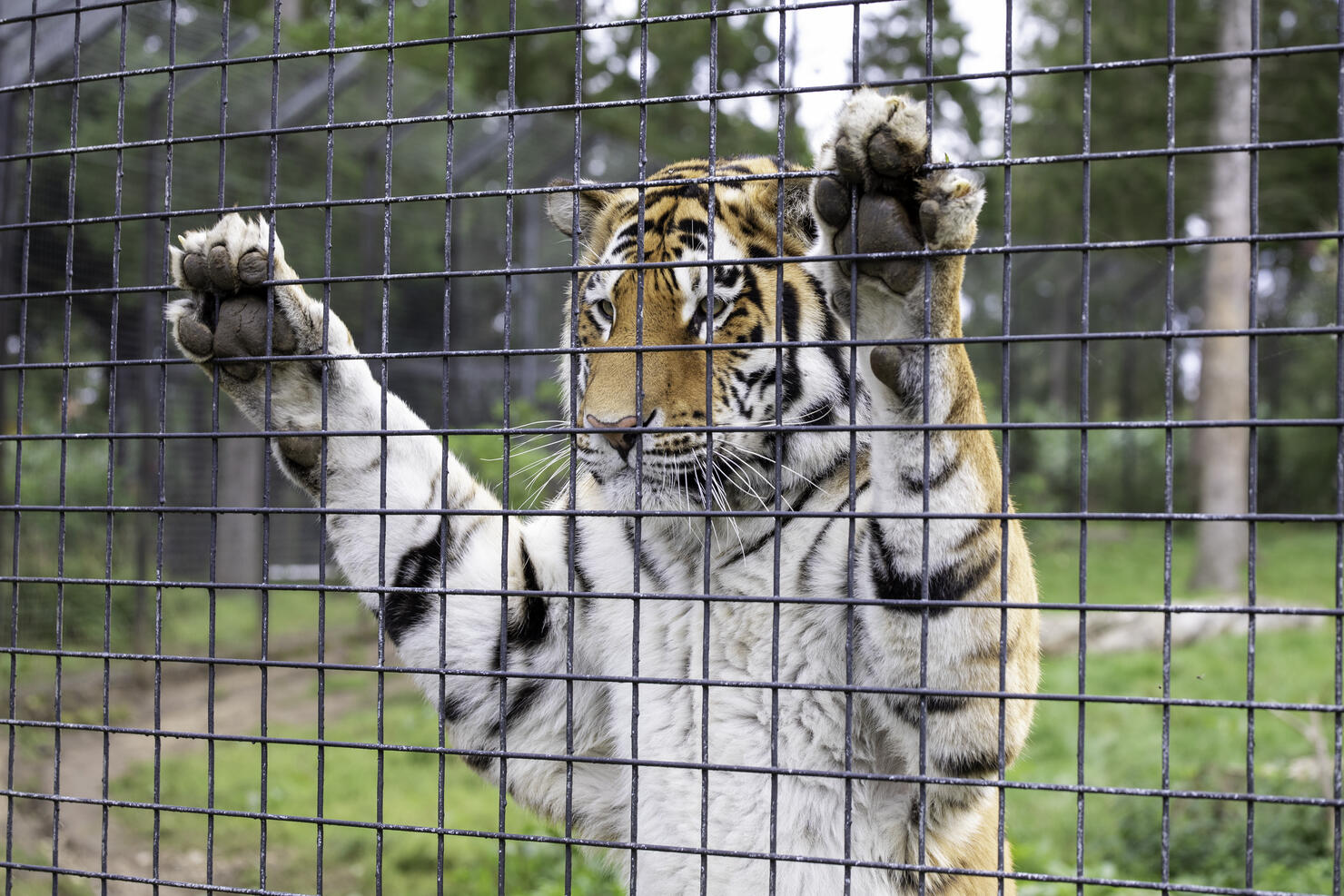 A tiger behind a fence in a zoo setting